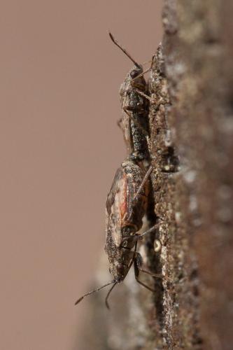 Réf. 212 875 : Nysius sp.